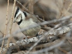 Baeolophus wollweberi