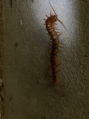 Scolopendra dehaani