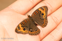 Junonia neildi varia