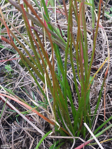 Trachyandra revoluta