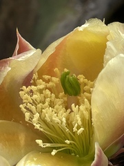Opuntia × occidentalis