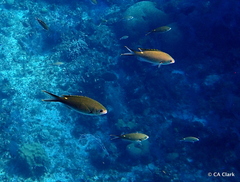 Azurina multilineata