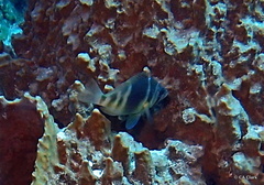 Hypoplectrus puella