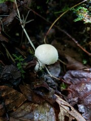Cystolepiota