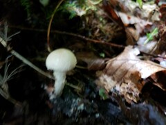 Cystolepiota
