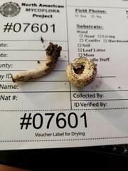 Cystolepiota