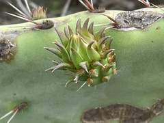 Opuntia × occidentalis