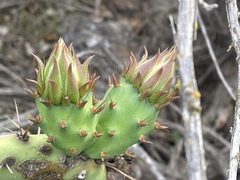 Opuntia × occidentalis