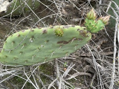 Opuntia × occidentalis
