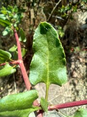Muehlenbeckia hastulata