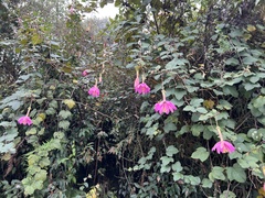 Passiflora coactilis