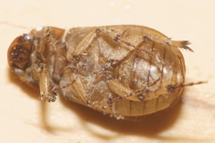 Odontria
