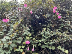 Passiflora coactilis