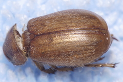Odontria
