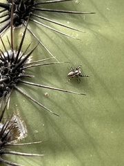 Metaphidippus chera