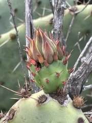 Opuntia × occidentalis