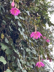 Passiflora coactilis