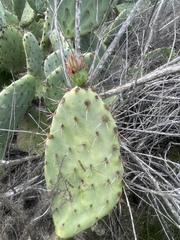 Opuntia × occidentalis