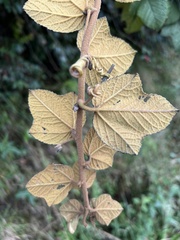 Passiflora coactilis