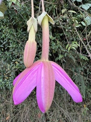 Passiflora coactilis