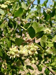 Leptoglossus chilensis