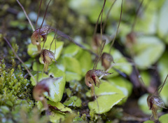 Corybas rivularis