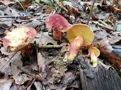 Baorangia