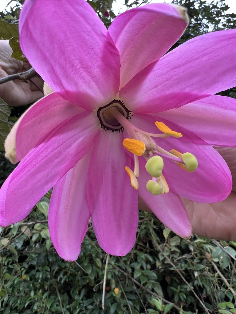 Passiflora coactilis (Tauso)