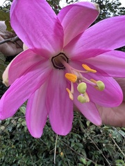 Passiflora coactilis