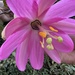 Passiflora coactilis - Photo (c) Martin W, μερικά δικαιώματα διατηρούνται (CC BY-NC), uploaded by Martin W