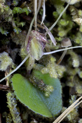 Corybas rivularis