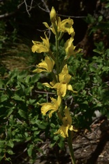 Chloraea lamellata