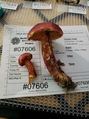 Baorangia
