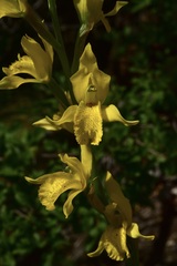 Chloraea lamellata