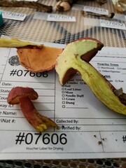 Baorangia