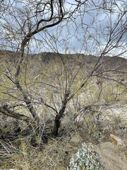 Chilopsis linearis arcuata