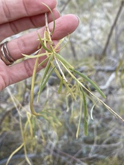 Chilopsis linearis arcuata