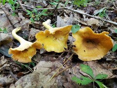 Cantharellus lewisii