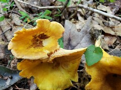 Cantharellus lewisii
