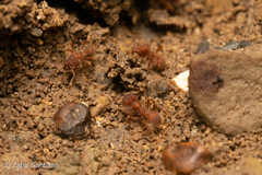 Sericomyrmex opacus