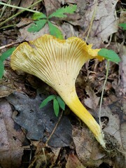 Cantharellus lewisii