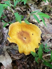 Cantharellus lewisii