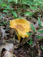 Cantharellus lewisii