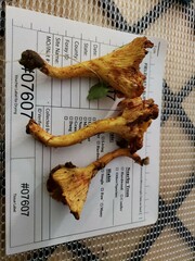 Cantharellus lewisii