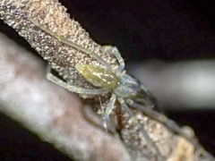 Cheiracanthium gracile