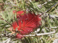 Melaleuca glauca