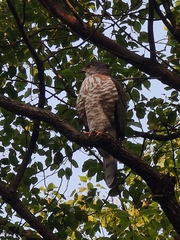 Accipiter trivirgatus