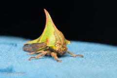Umbonia
