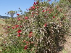 Melaleuca glauca
