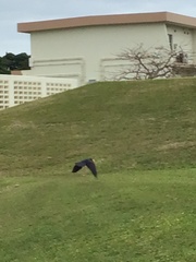 Corvus macrorhynchos connectens